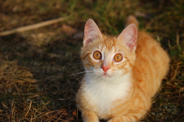 Co należałoby wiedzieć na problem kotów norweskich leśnych