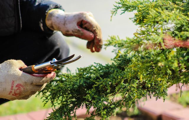 Jakie narzędzia ogrodnicze potrzebne są do przycinania drzew i krzewów?
