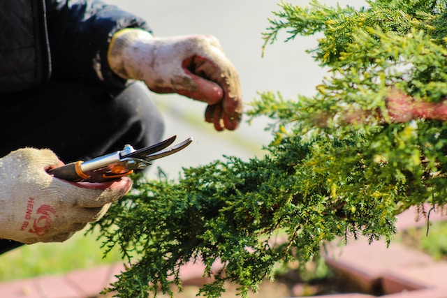 Jakie narzędzia ogrodnicze potrzebne są do przycinania drzew i krzewów?