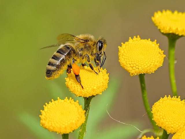 pszczoła na żółtym kwiatku jedząca