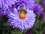 pszczoła na fioletowym kwiatku