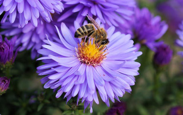Rośliny ozdobne dla pszczół: jakie wybrać do ogrodu?