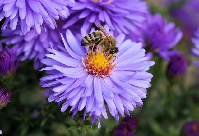 Rośliny ozdobne dla pszczół: jakie wybrać do ogrodu?