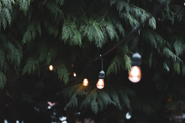 lampki ogrodowe pośród drzew