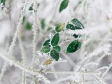 roślina w śniegu zimą