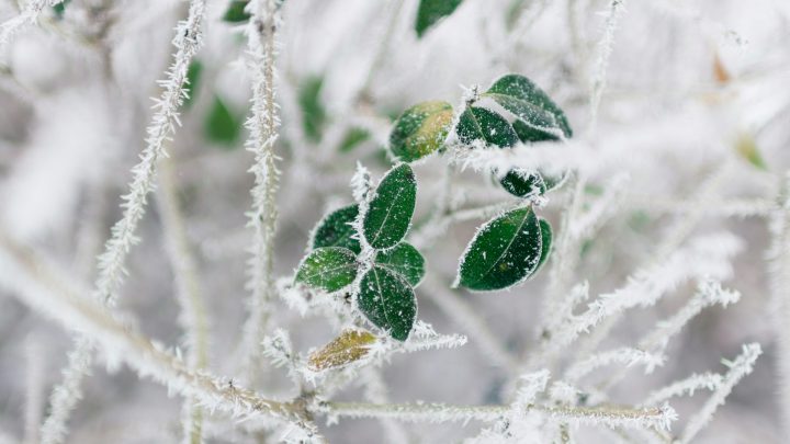 Rośliny ozdobne zimujące w gruncie: jak je przygotować do zimy?