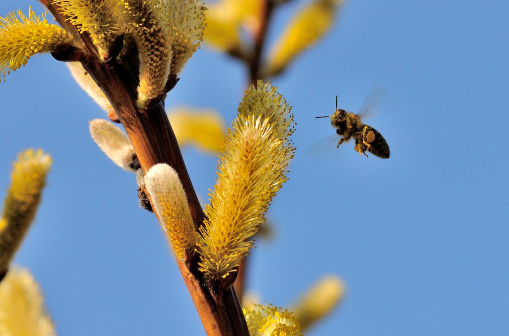 Rośliny ozdobne dla pszczół