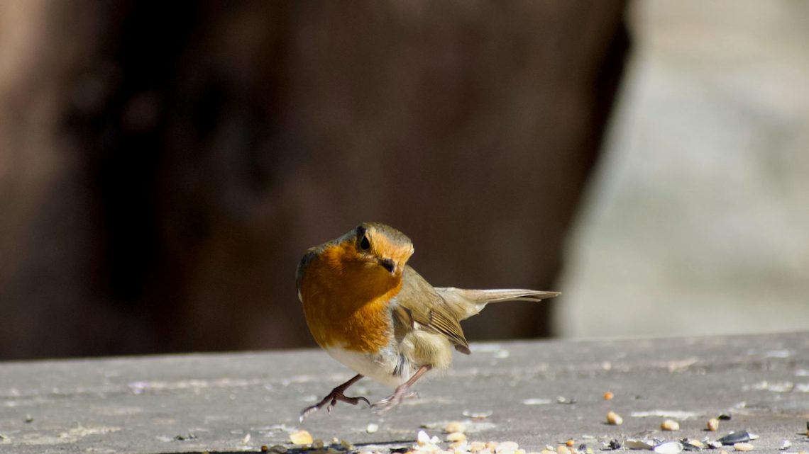 Jak dbać o ptaki w ogrodzie zimą?