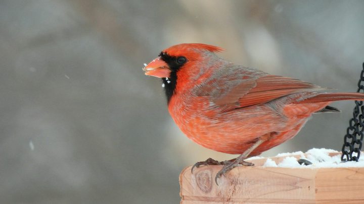 Jak dbać o ptaki w ogrodzie podczas zimy?
